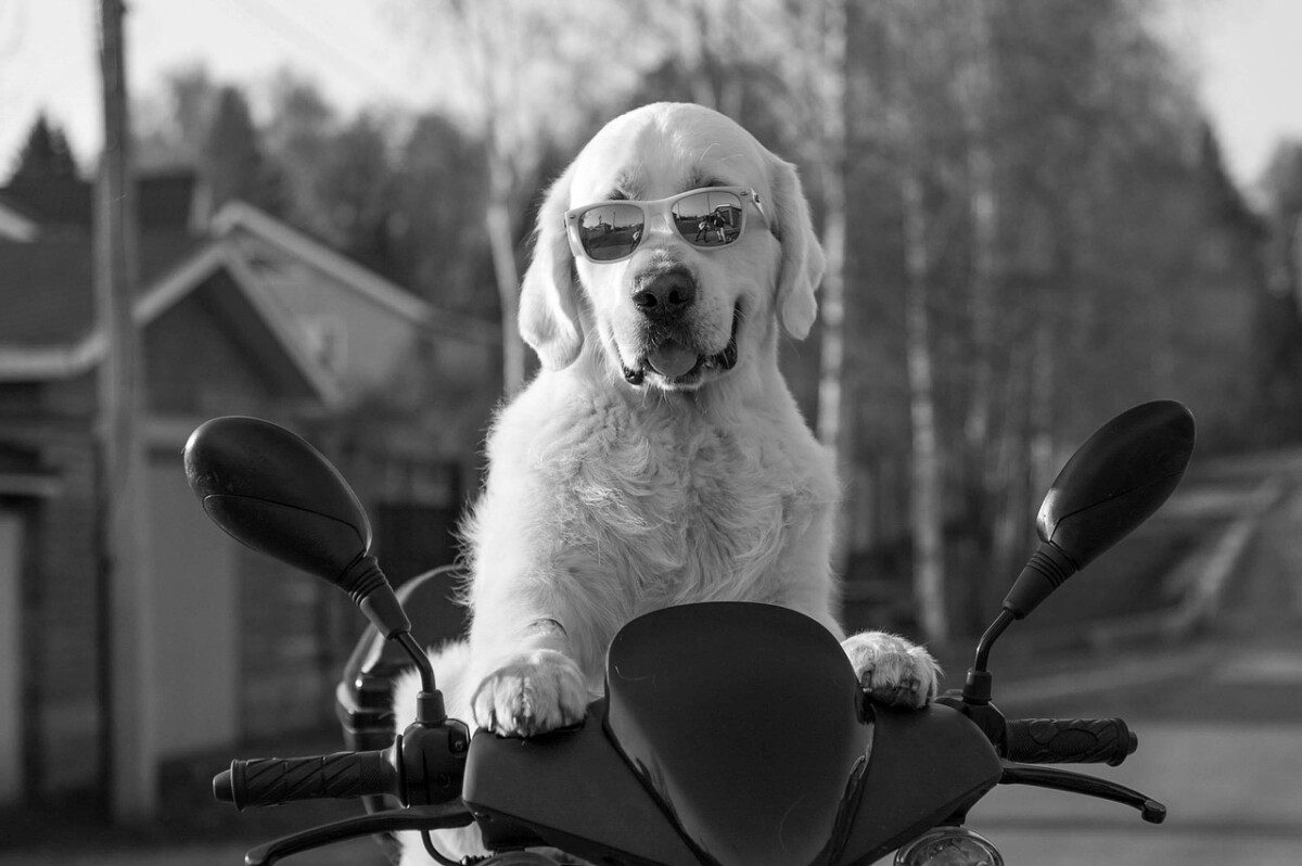 Das Bild ist in schwarzweiß gehalten. Es zeigt einen Hund, der auf einem Motorrad sitz. Der Hund trägt eine Sonnenbrille und blickt zur Kamera. Das Bild ist der Frontalansicht aufgenommen. 